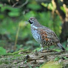 Attēlu rezultāti vaicājumam “Tetrastes bonasia juvenile”