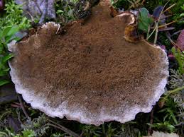 Attēlu rezultāti vaicājumam “Ischnoderma benzoinum”