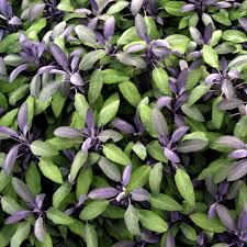 Image result for Salvie