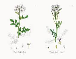 Attēlu rezultāti vaicājumam “Cardamine amara flower”