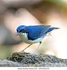 Image result for Luscinia cyane