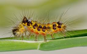 Attēlu rezultāti vaicājumam “Euproctis similis larva”