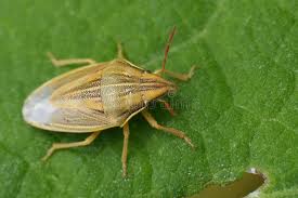 Attēlu rezultāti vaicājumam “Aelia acuminata”