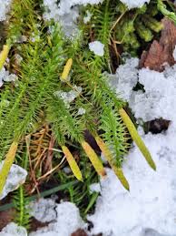 Attēlu rezultāti vaicājumam “Lycopodium annotinum”