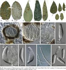 Attēlu rezultāti vaicājumam “Mycosphaerella ulmi”