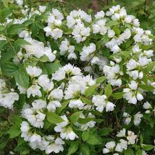 Attēlu rezultāti vaicājumam “Philadelphus lemoinei”