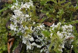 Attēlu rezultāti vaicājumam “Fuligo luteonitens”