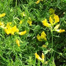 Attēlu rezultāti vaicājumam “Lathyrus pratensis flower”