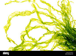 Attēlu rezultāti vaicājumam “Enteromorpha sp.”