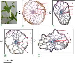 Attēlu rezultāti vaicājumam “Hydrilla verticillata leaf”