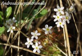 Attēlu rezultāti vaicājumam “Androsace septentrionalis”