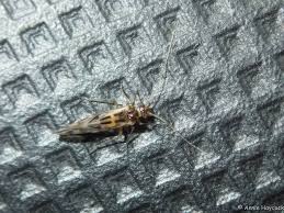 Attēlu rezultāti vaicājumam “Psococerastis gibbosa”