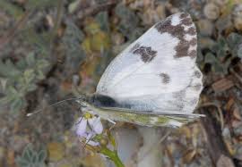 Attēlu rezultāti vaicājumam “Pontia edusa underside”