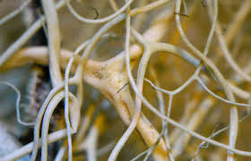 Attēlu rezultāti vaicājumam “Bryoria capillaris”