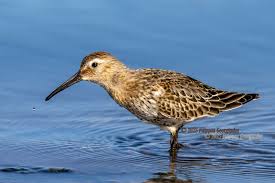 Attēlu rezultāti vaicājumam “Calidris alpina”