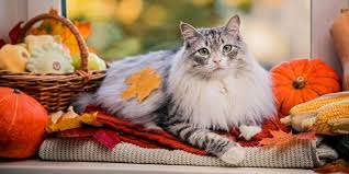 Afbeeldingsresultaat voor katten