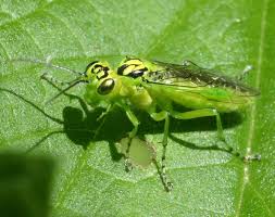 Attēlu rezultāti vaicājumam “Rhogogaster viridis”