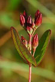 Attēlu rezultāti vaicājumam “Elatinaceae”
