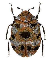 Attēlu rezultāti vaicājumam “Anthrenus museorum”