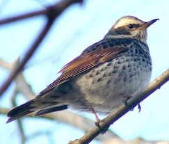 Image result for Turdus eunomus