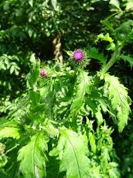 Attēlu rezultāti vaicājumam “Carduus crispus leaf”
