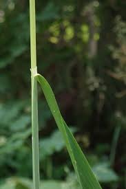 Attēlu rezultāti vaicājumam “Milium effusum”