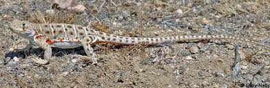 Attēlu rezultāti vaicājumam “Lycogala leopardinum sessile”