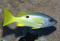 Image result for Lutjanus jocu