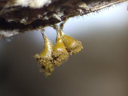 Attēlu rezultāti vaicājumam “Trichia crateriformis macro”