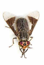 Attēlu rezultāti vaicājumam “Chrysops”