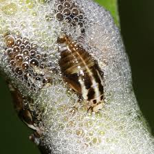 Attēlu rezultāti vaicājumam “Lepyronia coleoptrata”