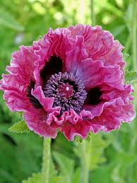 Image result for Papaver orientale