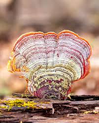 Attēlu rezultāti vaicājumam “Stereum fasciatum”