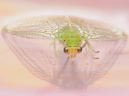 Attēlu rezultāti vaicājumam “Chrysopa”