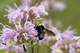 Attēlu rezultāti vaicājumam “Plagiothecium latebricola macro”
