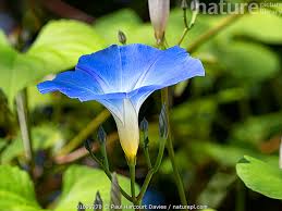 Image result for Ipomoea Heavenly Blue