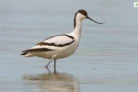 Attēlu rezultāti vaicājumam “Recurvirostra avosetta”