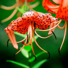 Attēlu rezultāti vaicājumam “Lilium lancifolium flower”