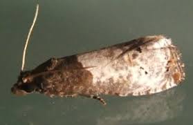 Attēlu rezultāti vaicājumam “Notocelia roborana”