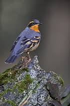 Image result for Ixoreus naevius