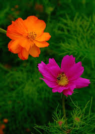 Image result for Cosmos bipinnatus