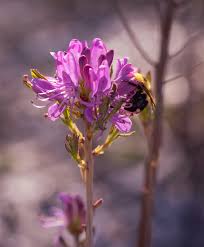 Attēlu rezultāti vaicājumam “Rhododendron canadense”