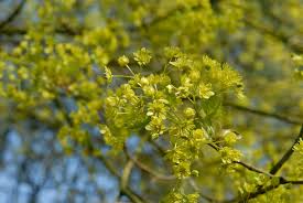 Attēlu rezultāti vaicājumam “Acer platanoides flower”