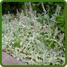 Attēlu rezultāti vaicājumam “Stachys officinalis bud”