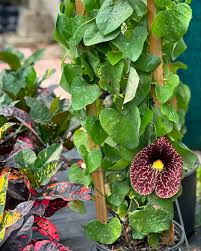 Attēlu rezultāti vaicājumam “Aristolochia durior flower”
