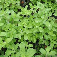 Image result for Majoran