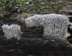 Attēlu rezultāti vaicājumam “Anomoporia bombycina”