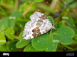 Attēlu rezultāti vaicājumam “Xanthorhoe montanata”