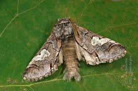 Attēlu rezultāti vaicājumam “Diloba caeruleocephala”