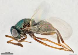 Attēlu rezultāti vaicājumam “Macrosteles sp. imago”